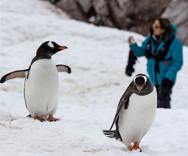 Review: Swan Hellenic expedition cruise to Antarctica and the Weddell Sea (part 2)