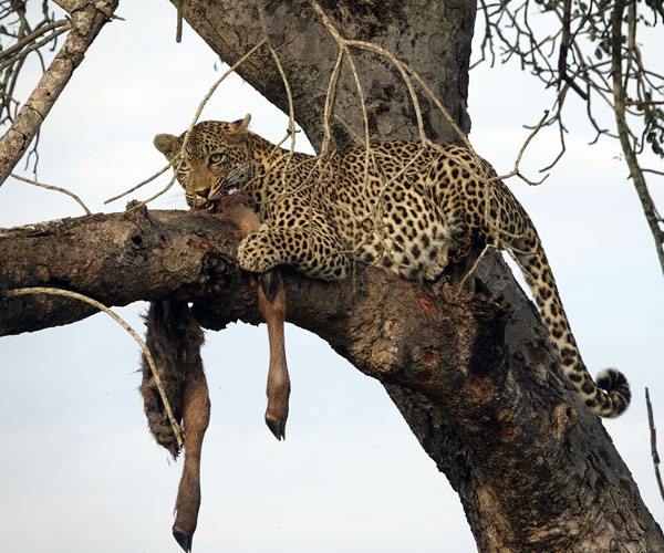 Leopard, Sabi Sands, South Africa