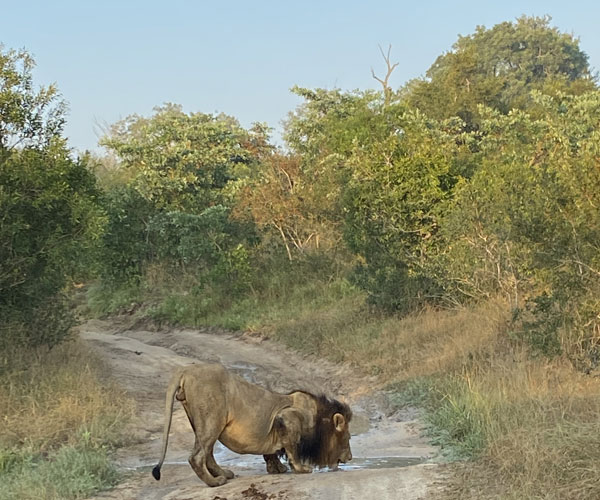 Top 5 safari lodges in Sabi Sands Game Reserve