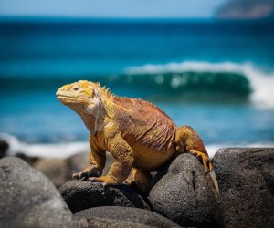 The top 6 luxury cruises in the Galápagos Islands for private charter