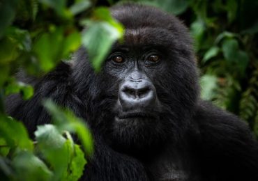 The top 5 luxury lodges for gorilla trekking