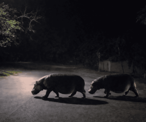 How one family is redefining the safari experience in St Lucia, South Africa